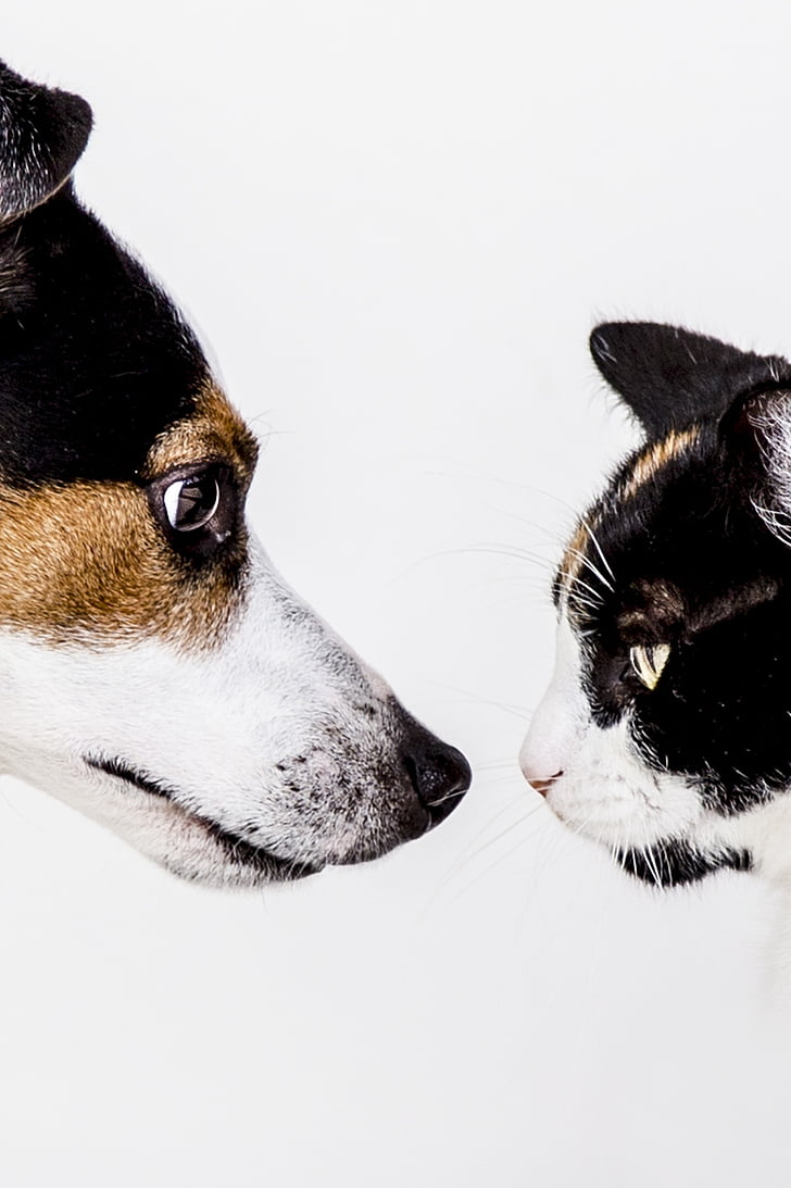 black-brown-and-white dog and cat with white background