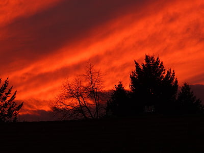 silhouette photo of bare tree and tall tree below red sky