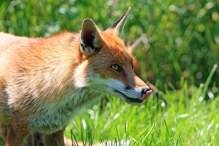 red fox on grass ground during daytime
