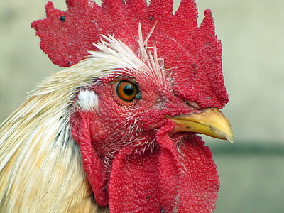 close-up view of chicken