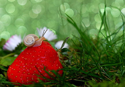 beige snail on strawberry photograpphy