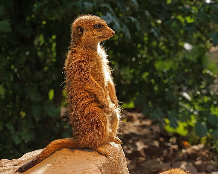 brown animal standing during daytime