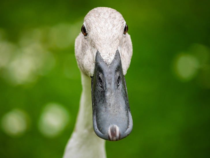 shallow focus photography of duck during daytime