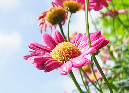 pink daisies in closeup photography