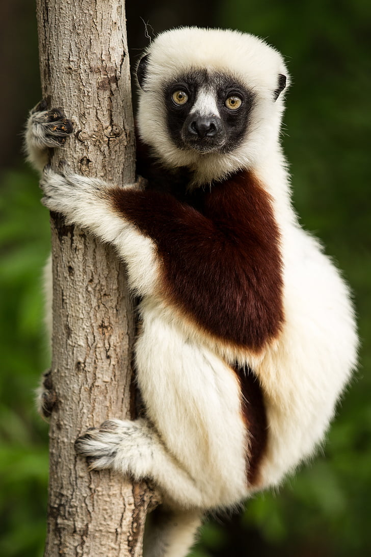 animal holding on tree trunk