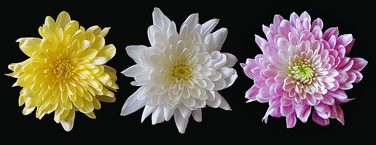 three yellow, white, and pink chrysanthemum flowers