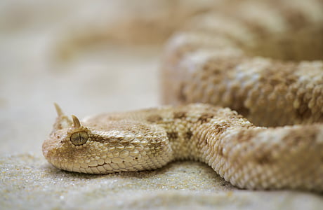 brown rattlesnake on sand