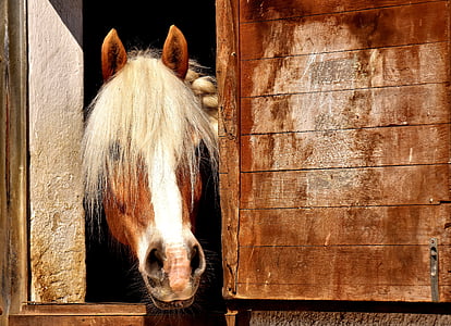 photo of white and brown horse