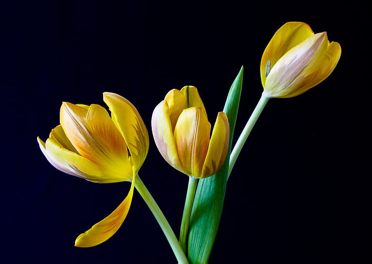 three yellow tulip flowers