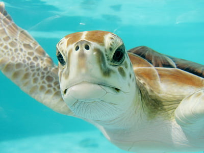 closeup photo of turtle