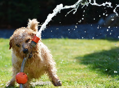 short-coated tan and white dog playing on garden hose during daytime