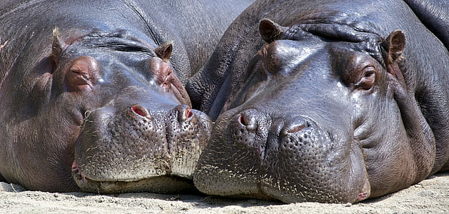 two hippopotamus