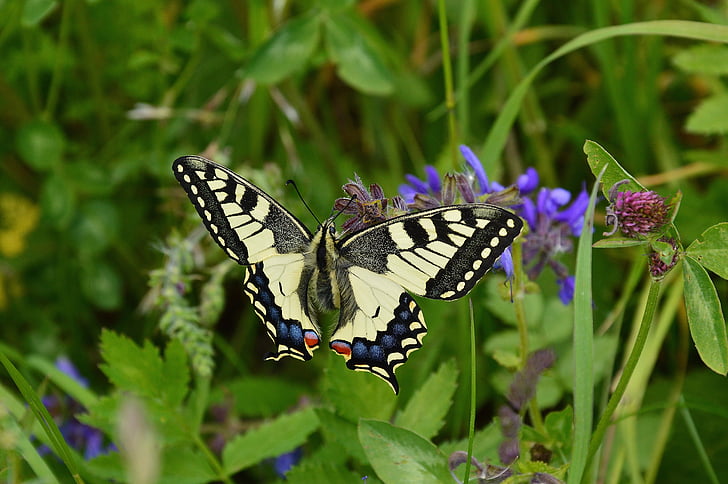 tiger swallowtail butterfly in closeup photo