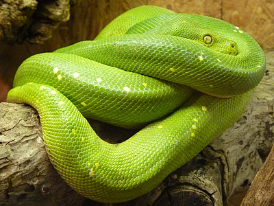 green python on wood