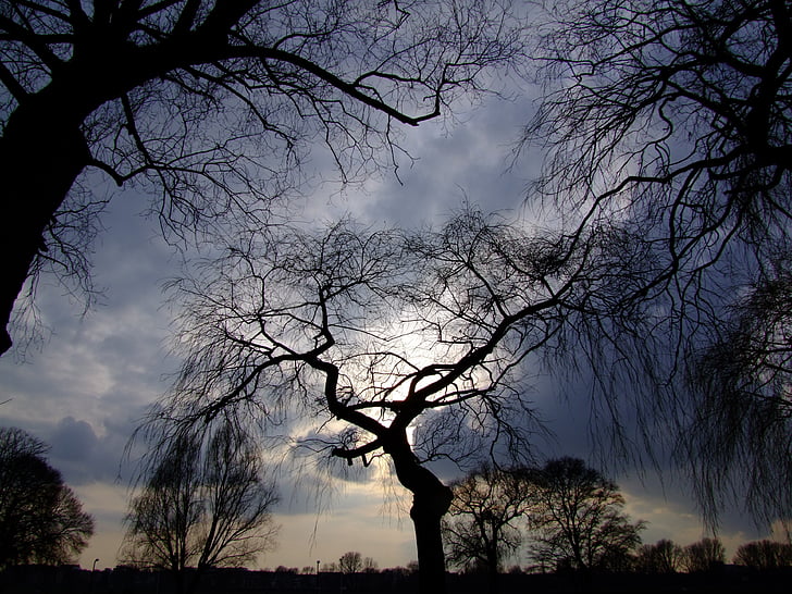 silhouette of bare trees under grey cloudy sky