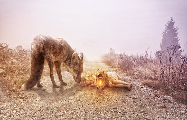 gray wolf beside girl lying on ground