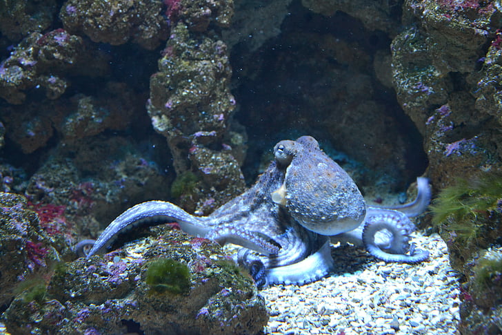 brown Octopus under the sea