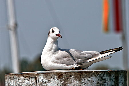 white and gray bird pearch on board