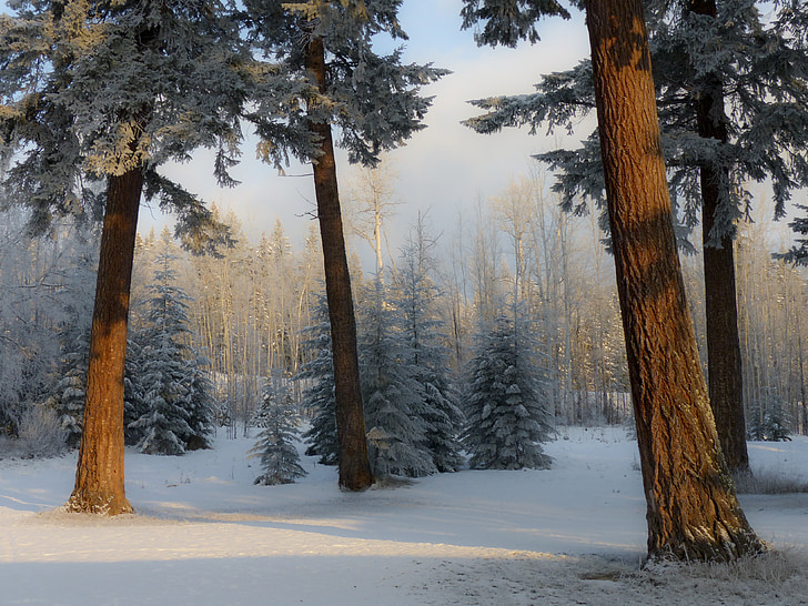 landscape photo of snow-coated forest photo taken during daytime