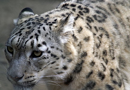 photo showing white cheetah