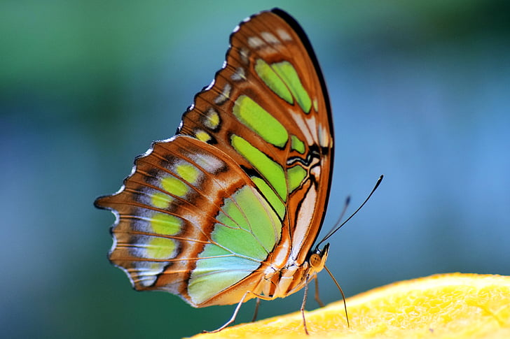 green and brown butterfly in close-up photography during daytime