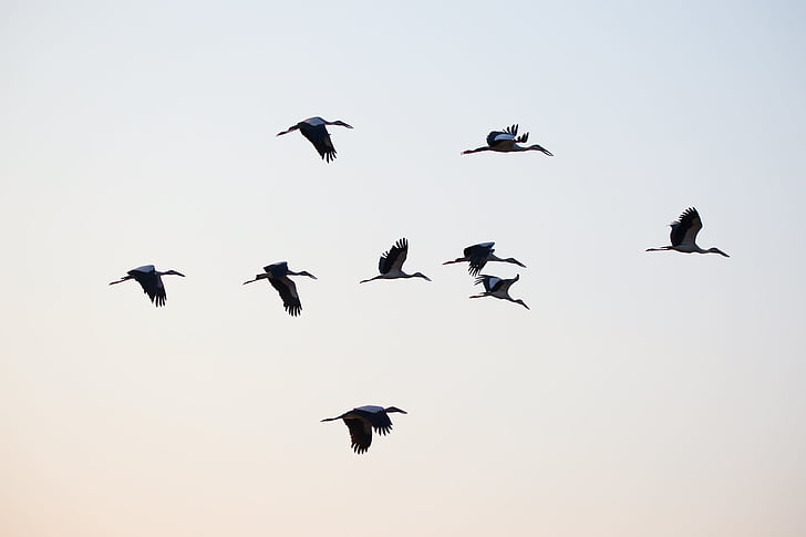 flock of ibis birds