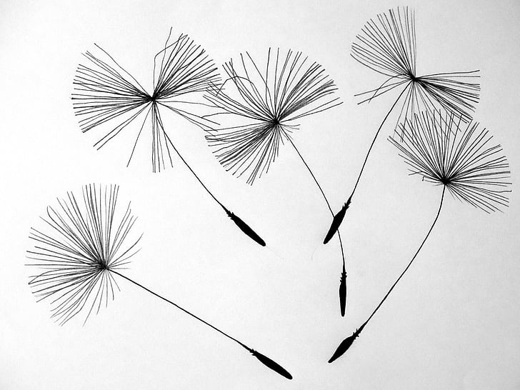 five black dandelion flowers