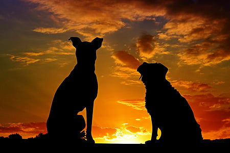 silhouette of two dogs during golden hour