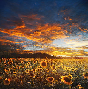sunflower field during golden house
