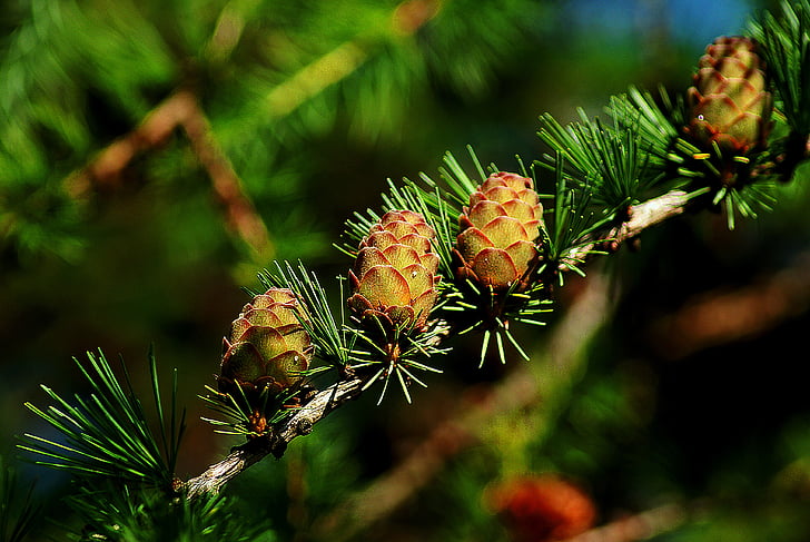 macro photography of brown pine cone