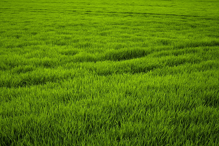 field with green gras