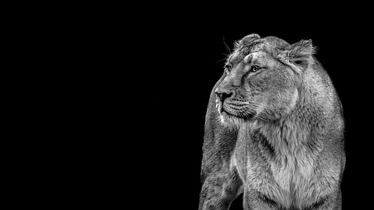 grayscale photography of a lioness