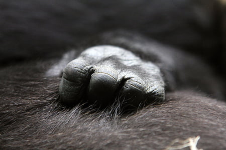selective focus photography of black animal