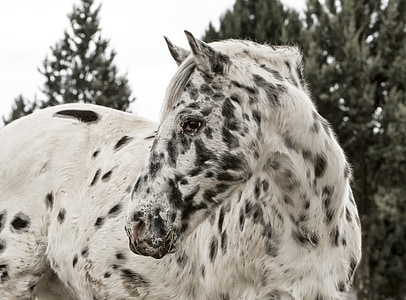 white and black spotted horse under bright sky