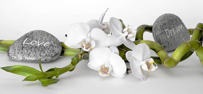 two gray stones and white flowers