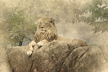lion sitting on stone