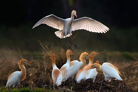 flock of long-beak birds