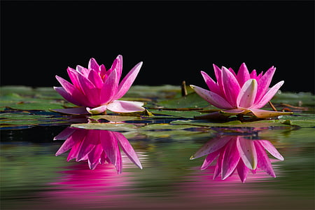 two pink water lilies
