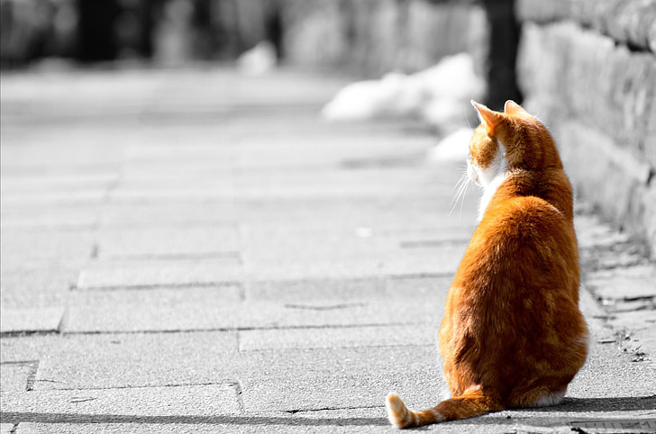 orange cat sitting on gray concrete floor