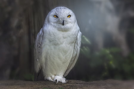 white owl perching on branch
