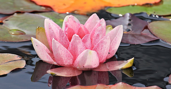 pink water lily flower on body of water