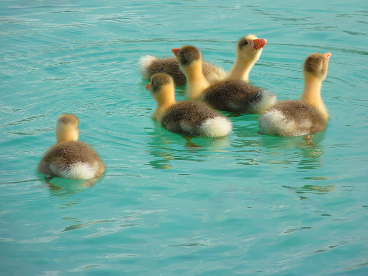 ducklings swimming on water