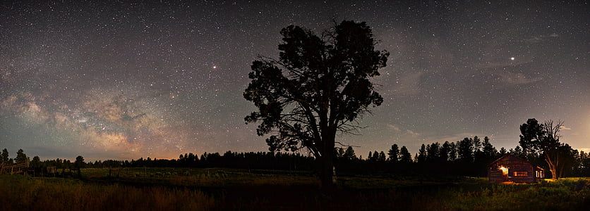 silhouette of tree near camp with bonfire under stars during nighttime