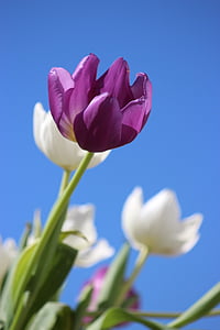 selective focus photography of purple and white tulip flowers