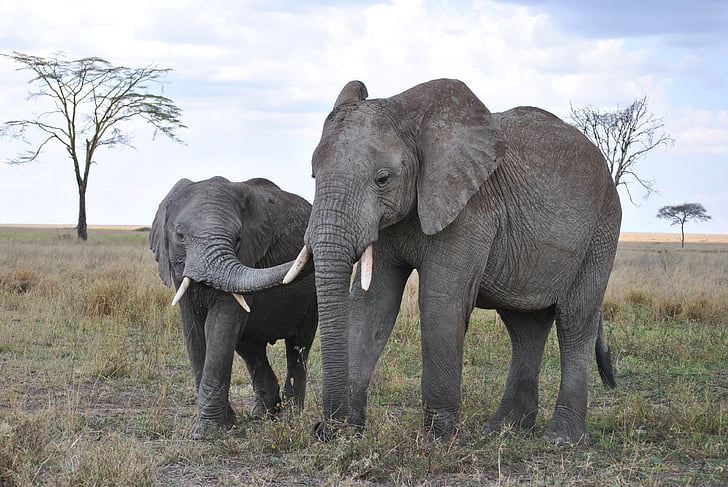 two gray elephants