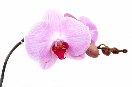 pink moth orchid in selective focus photography