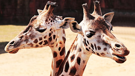 two giraffes closeup photography