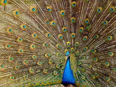 blue, yellow, and green peacock artwork painting
