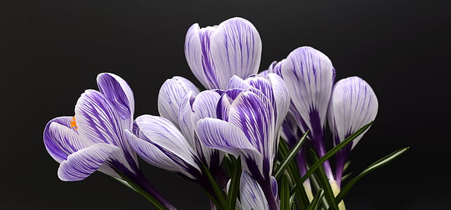 shallow focus photography of purple and white flower