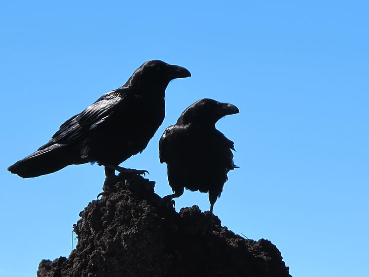 two crows on top of black stone fragment during daytime